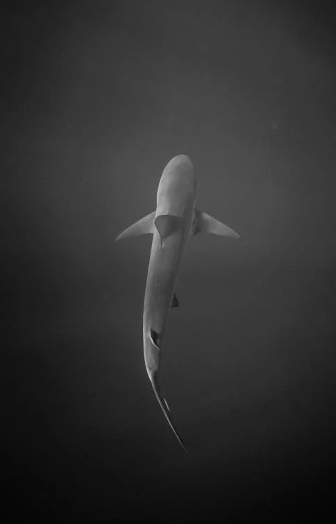 wireshark
